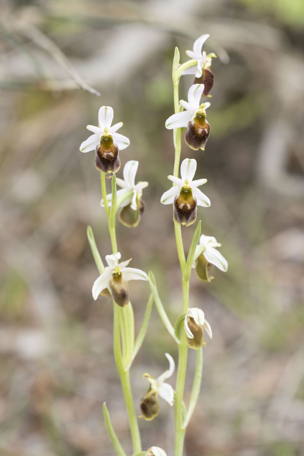 Ophrys carbronifera